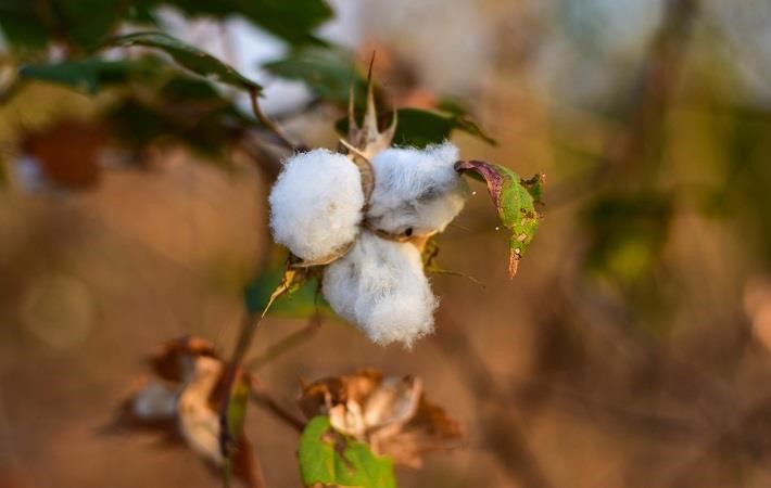 China to allow overseas traders for cotton futures - Business Bangladesh