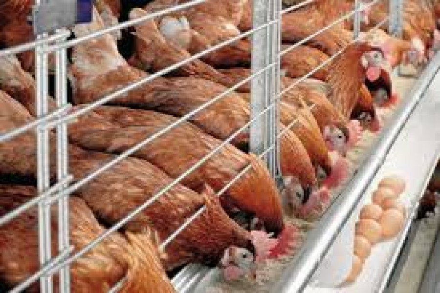 Duties And Responsibilities Of Poultry Farm Worker Resume